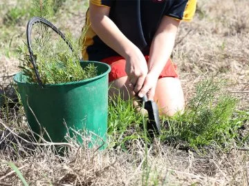 A child planting a sapling from a bucket of other saplings