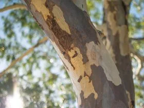 The trunk of a eucalypt tree