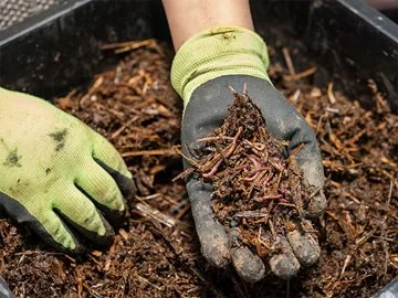 Hands holding mulch and worms from a worm farm