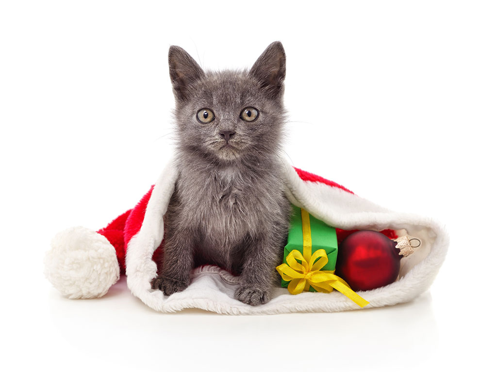 Cat Haven's Christmas Market