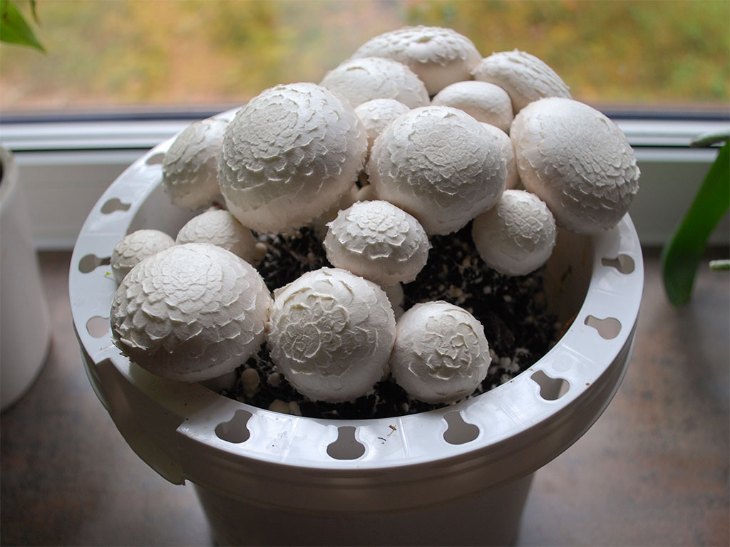 Growing mushrooms in upcycled buckets