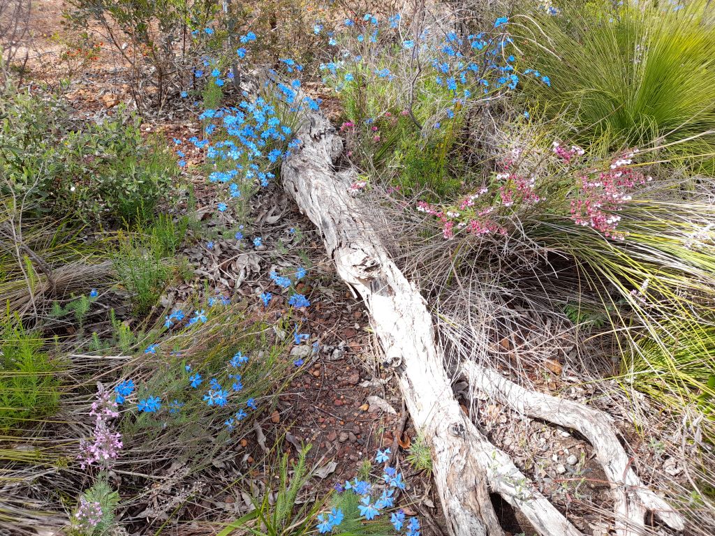 Thinking Green: Yarning Circle for Landcare Volunteers