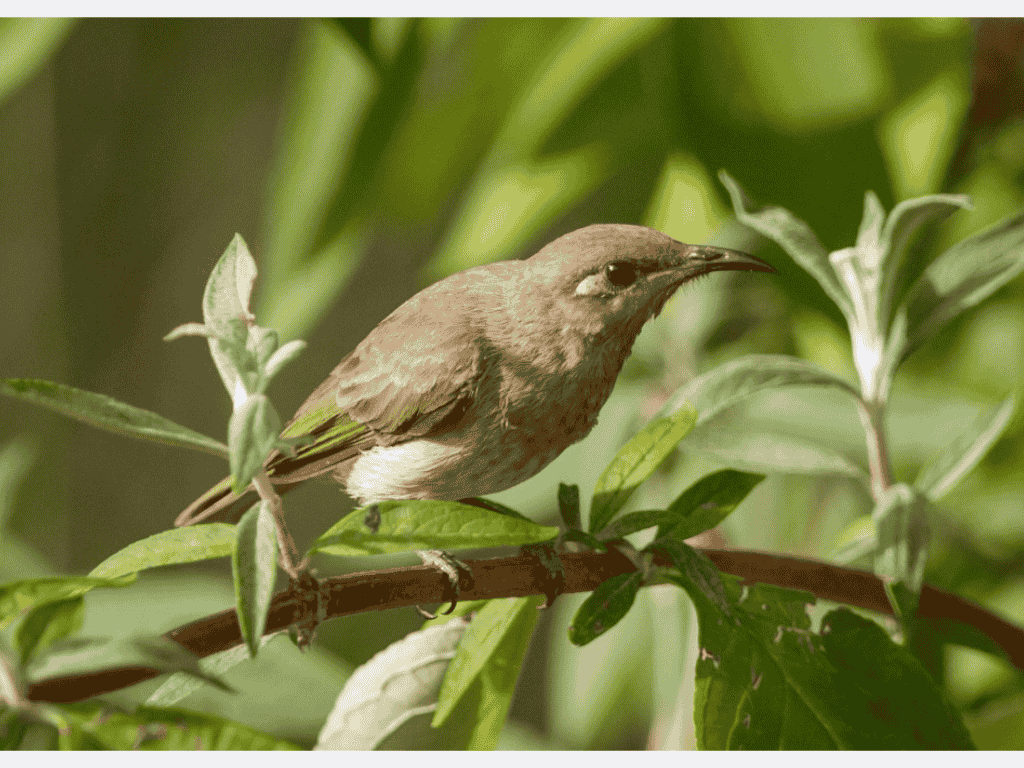 Identify the birds in your garden
