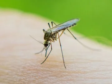 A European wasp eating sugar from a bowl