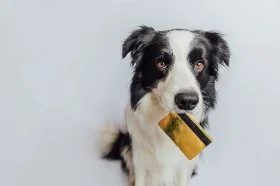 Dog holding a credit card in it's mouth