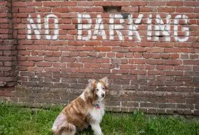 Gentle dog standing in front of a no barking sign painted on a brick wall