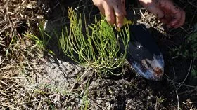 Person planting a small tree.