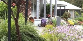 Native plants on a verge