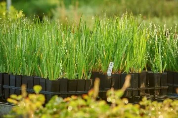 Punnetts of native Australian grasses