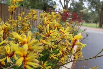 Kangaroo paw plants on a verge