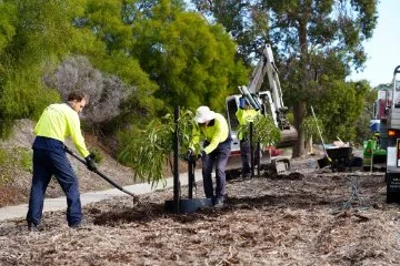 A native Australian tree being planted on a road