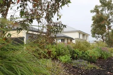 A verge with native plants