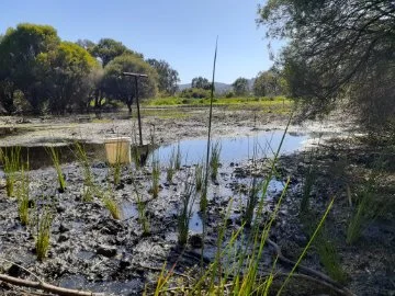 Photo of plant planting at a reserve to help revegetate 