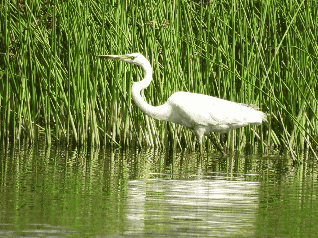 Which duck is that? How to identify your local waterbirds.