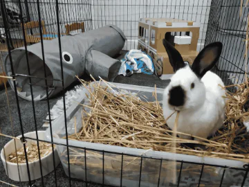A rabbit in an enclosure with straw & feed