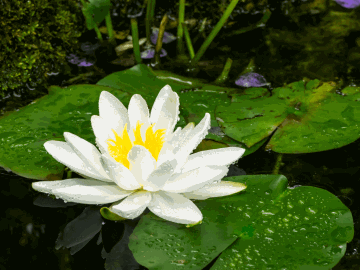 A lotus flower floating in a pond