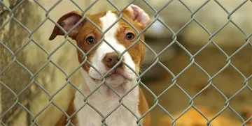 A dog in a pound shelter looking at the camera through wire fencing