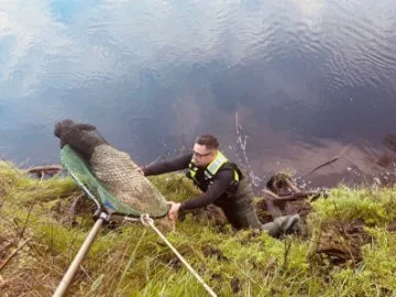 Sheep rescue from river embankment.