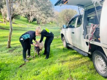 City Rangers with ewe after rescue.