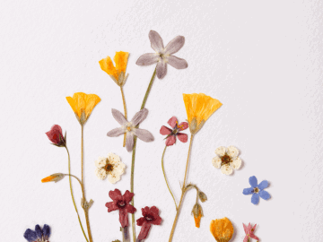 Pressed flowers on a white page