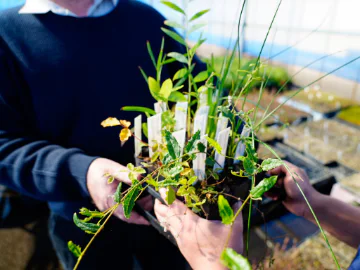 Person holding a pack of seedlings.