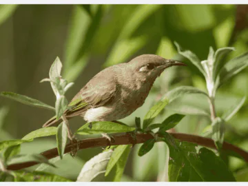 A honeyeater in the garden
