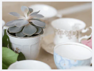 Picture of a plant in a pot surrounded but tea cups