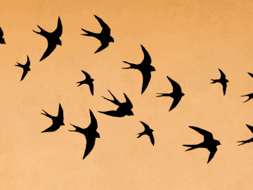 Silhouette's of a flock of birds on a yellow background