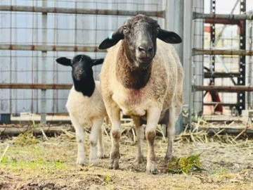 Ewe with her sheep