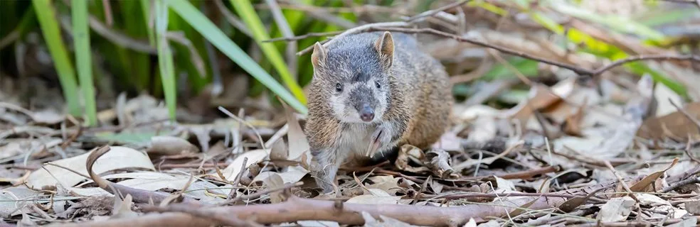 An alert bandicoot in leaves and shrubs