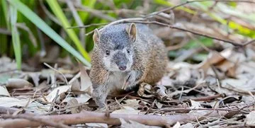 An alert bandicoot in leaves and shrubs