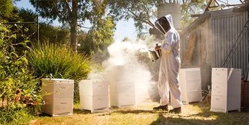 Bee hives being smoked at House of Honey in the Swan Valley