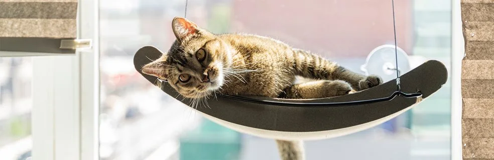 A cat relaxing in the sun on a window sill bed