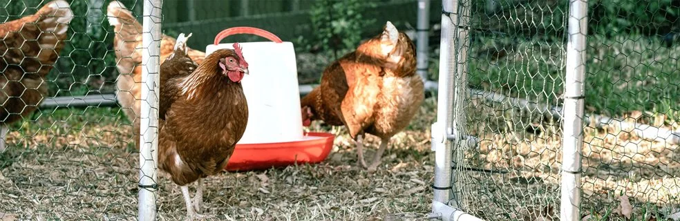 Chickens hanging out in a chicken coop