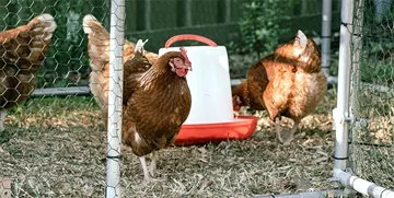 Chickens hanging out in a chicken coop