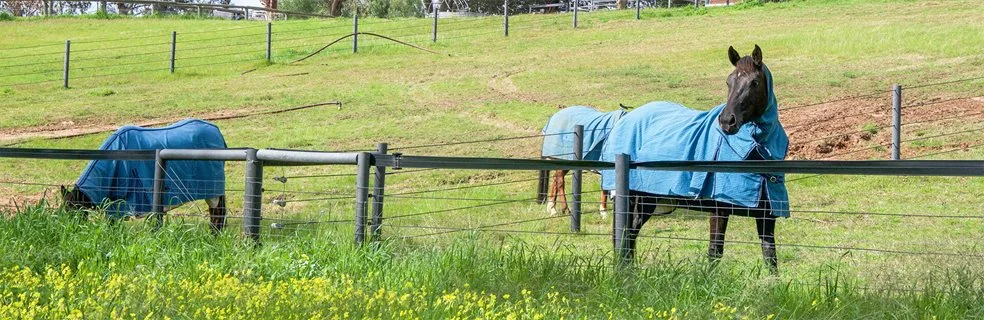 Horses with winter coats in a field in the Swan Valley