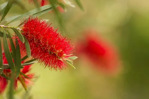 Australian bottle brush