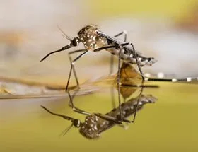 A mosquito floating on water laying eggs