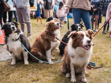 Four dogs on leashes looking to the side.