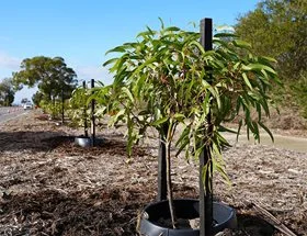A red flowering gum sapling planted along a road